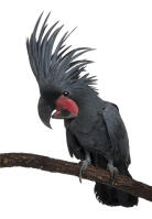 Palm Cockatoo