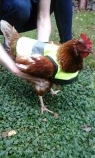 Carefully the chicken warning vest is put on