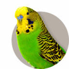 Guide To Keeping Parakeets