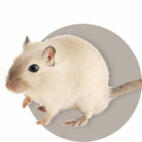 Gerbil Guide