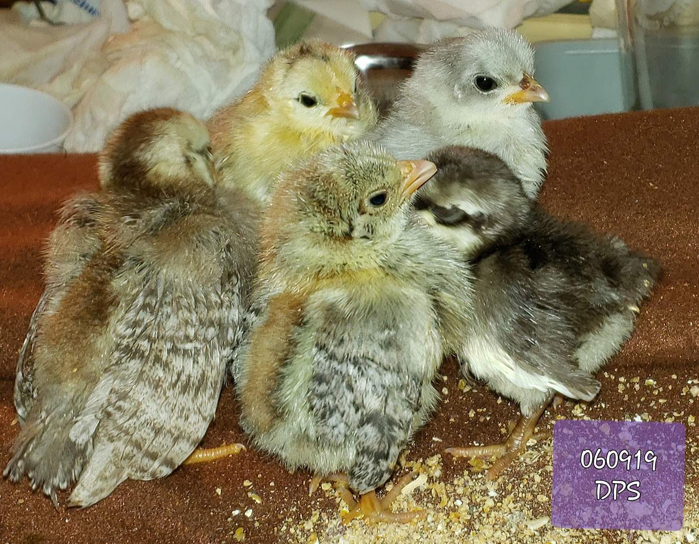 Serama For Sale Chickens Breed Information Omlet