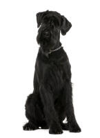 Giant Schnauzer