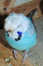 Crested budgie
