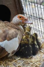 Chocolate pied muscovy with ducklings
