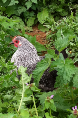 About Chickens | Chickens | Guide | Omlet US