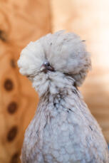 A polish chicken with beautiful feathers.