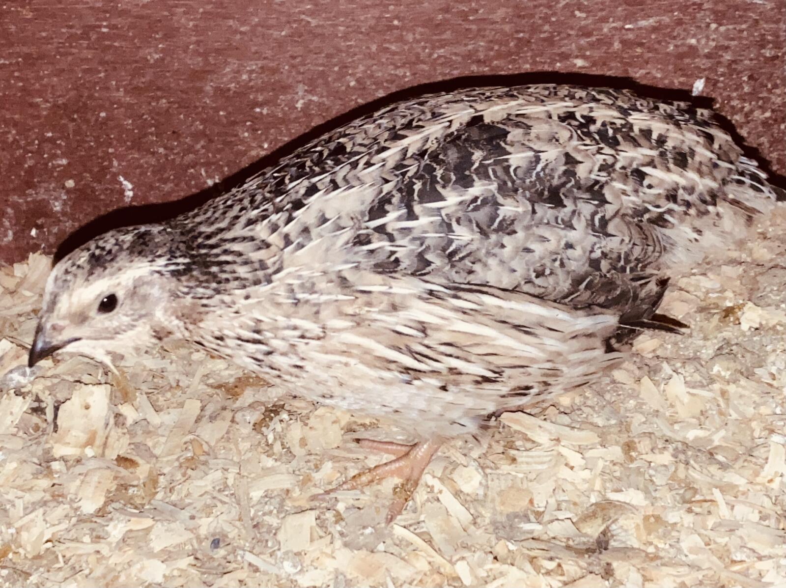 Hybrid Chickens Hybrid For Sale