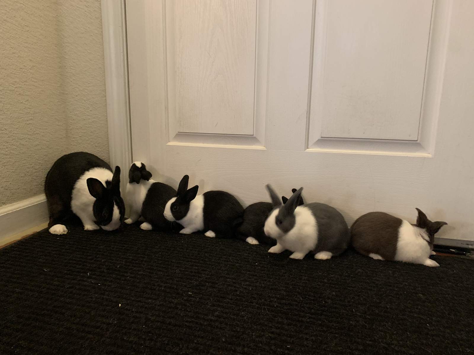 Rabbits Breed Information Omlet