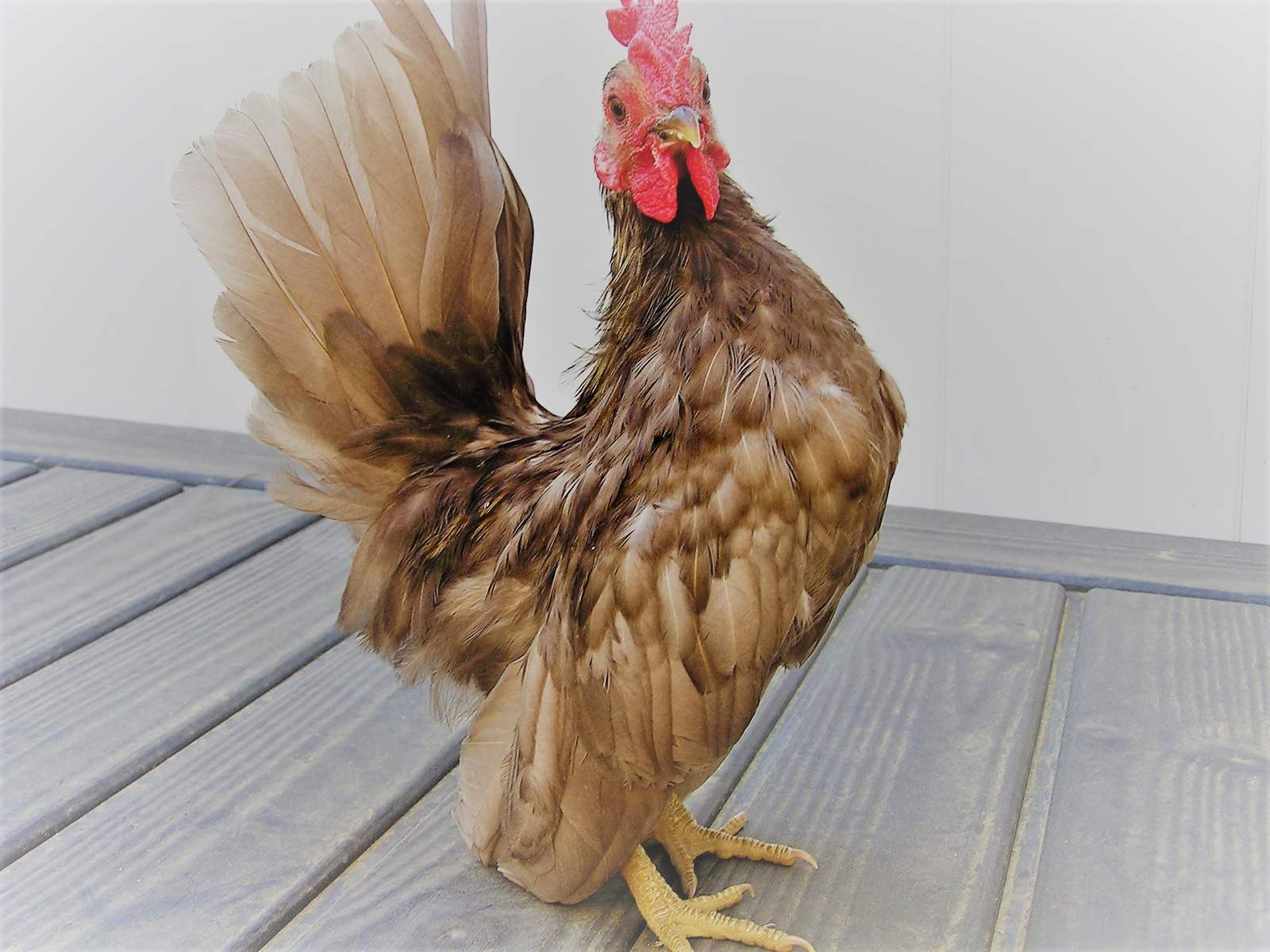 Serama For Sale | Chickens | Breed Information | Omlet