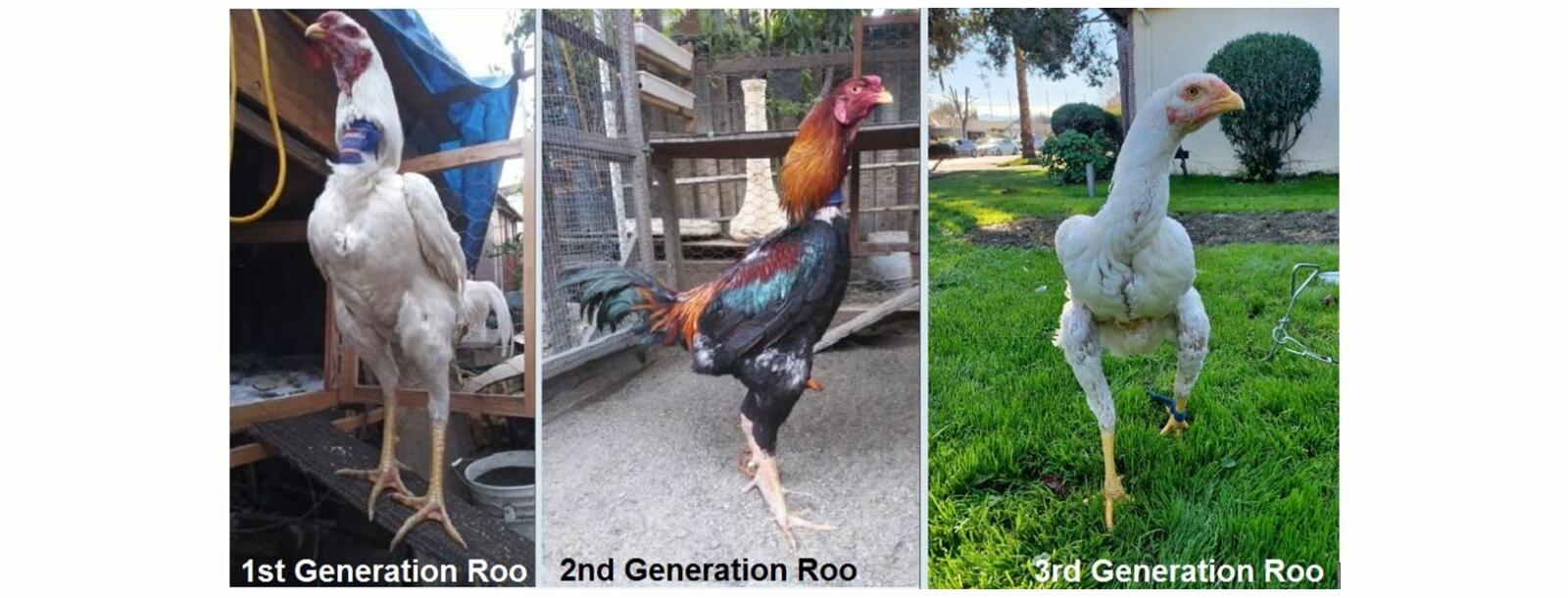 Malay Chickens Malay For Sale Chicken Breeds