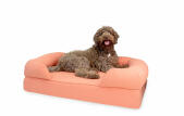 A large brown dog sat on a large pink memory foam bolster bed bolster bed