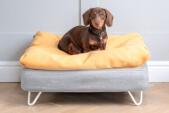 Dachshund sitting on Topology dog bed with bean bag topper and white hairpin feet