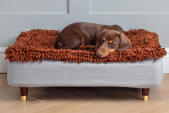 Dachshund sleeping on Topology dog bed with microfiber topper and wood brass capped feet