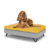 Dog sitting on a medium Topology dog bed with beanbag topper and black metal hairpin feet