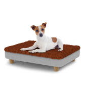 Dog sitting on a small Topology dog bed with microfiber topper and wooden round feet