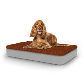 Dog sitting on medium Topology dog bed with microfiber topper