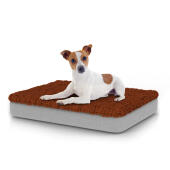 Dog sitting on small Topology dog bed with microfiber topper