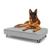 Dog sitting on a large Topology dog bed with quilted topper and black metal hairpin feet