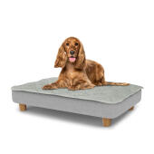 Dog sitting on a medium Topology dog bed with quilted topper and wooden round feet