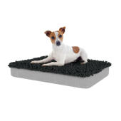Dog Sitting on Medium Topology Dog Bed with Charcoal Grey Microfiber Topper