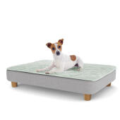 A puppy resting on the medium Topology puppy bed with round wooden feet