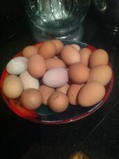 These eggs were laid by two chickens in two weeks