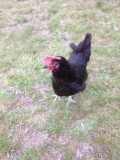 mrs Blacky, she is very old