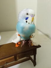 Took pictures of my budgie with some toys from a small doll house 