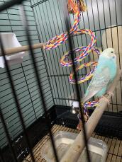 Could anyone tell me what type of budgie my bird is and what sex please as I’m unsure 