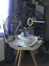 A Geo budgie bird cage in a living room with two birds inside