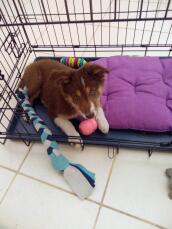A puppy in his crate