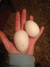 Eggs from my khaki campbell ducks