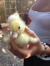 New duckling!