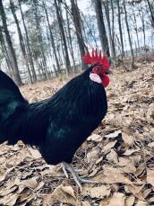 Black Dutch Bantam rooster