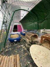 Inside a rabbit enclosure connected to a rabbit hutch, with mesh panels on the ground