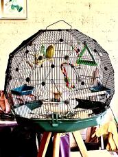 The birds love their new Omlet Geo bird cage!