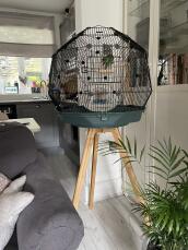 New bird endeavour in his fancy new cage ?