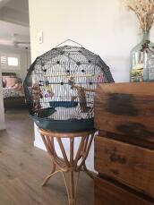 Omlet Geo bird cage with black cage and teal base