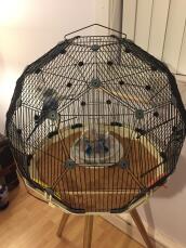 The best bird cage ever, Evie and Gemini love it 