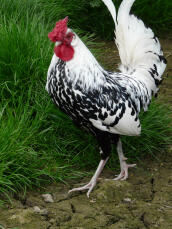 My Rooster 