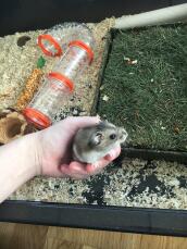 Holding my hamster.