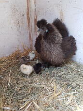 A fluffy brown chicken in a barn with lots of chicks around it