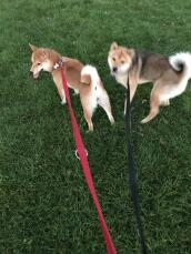 My red and red sesame shiba inu puppies