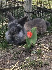 A large fluffy bunny rabbit with grey fur in a garden