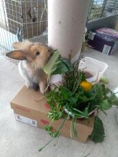 Rabbits enjoying snacking :)