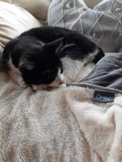 Luxury super soft cat blanket