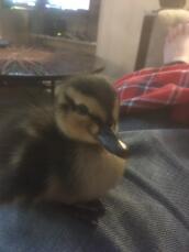Rescued duck 