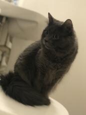My Beautiful Nebelung Cat. His name is Spencer