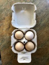 4 eggs from 4 silkies today ! the perfect day for the best 4 egg box ! we are happy silkie keepers ! 