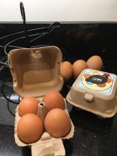 Happy hens from Eglu homes lay healthy eggs!